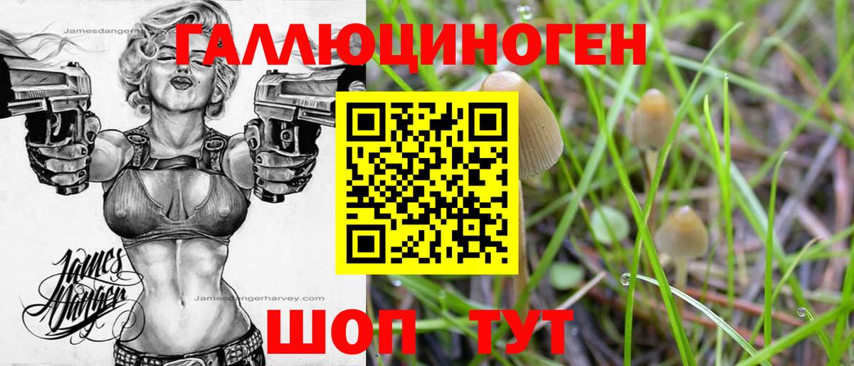 Димитровград  Галлюциногенные грибы прущие грибы  Вход с VPN 