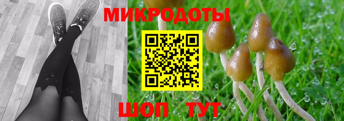 Галлюциногенные грибы Psilocybe Димитровград